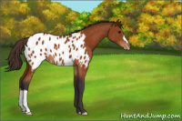 Horse Color:Buckskin Blanket