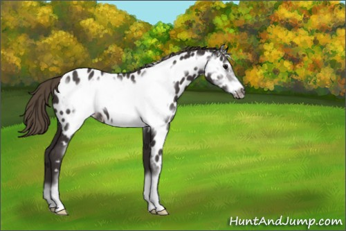 Horse Color:Smoky Black Frame Near Leopard