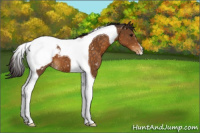 Horse Color:Buckskin Tobiano Snowcap 