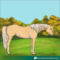 Horse Color:Palomino 