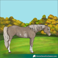 Horse Color:Silver Smoky Black Sabino 