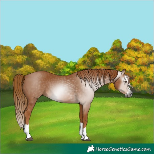 Horse Color:Gray Chestnut Splash