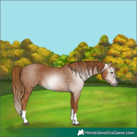 Horse Color:Gray Chestnut Splash