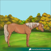 Horse Color:Chestnut 