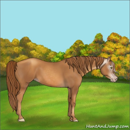 Horse Color:Gray Gold Champagne 