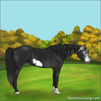 Horse Color:Gray Black Frame 