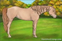 Horse Color:Gold Champagne 