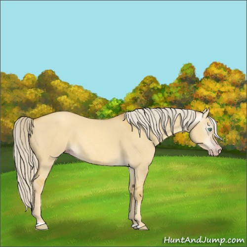 Horse Color:Gray Gold Cream Champagne Dun 