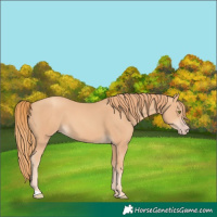 Horse Color:Gold Champagne 