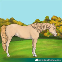 Horse Color:Gold Champagne 