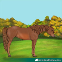 Horse Color:Chestnut 