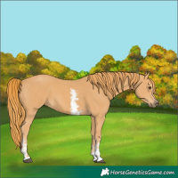 Horse Color:Chestnut Sabino 
