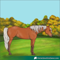 Horse Color:Silver Bay 
