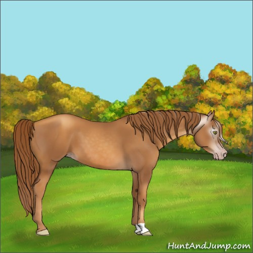 Horse Color:Gray Gold Champagne