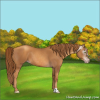Horse Color:Gray Gold Champagne 