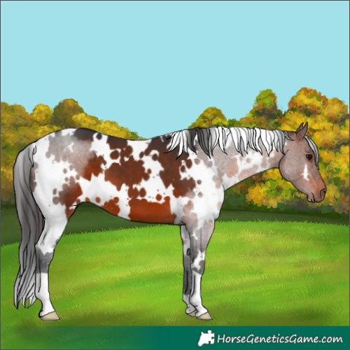 Horse Color:White Spotted Brown