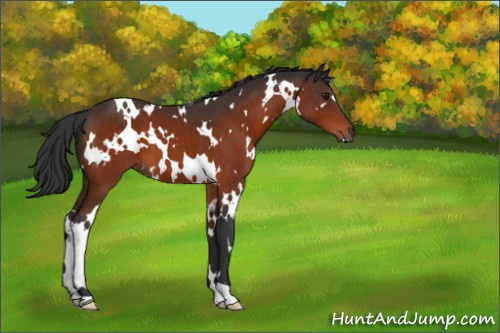 Horse Color:White Spotted Bay 