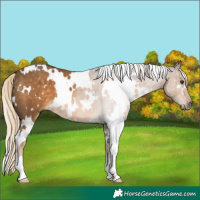 Horse Color:White Spotted Chocolate Palomino