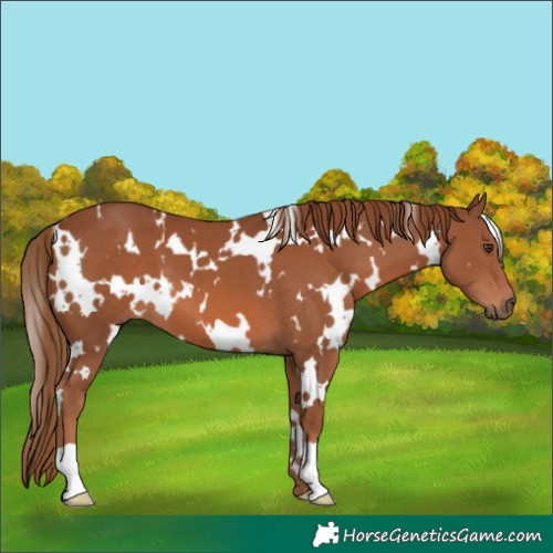 Horse Color:White Spotted Chestnut 