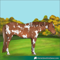Horse Color:White Spotted Chestnut 