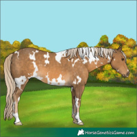 Horse Color:White Spotted Chocolate Palomino