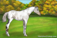 Horse Color:White Spotted Chocolate Palomino