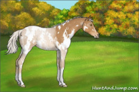 Horse Color:White Spotted Palomino 