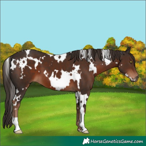 Horse Color:White Spotted Liver Chestnut 