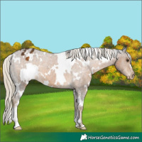 Horse Color:White Spotted Chocolate Palomino Varnish