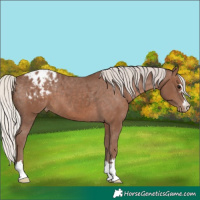 Horse Color:Silver Black Appaloosa 