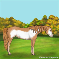 Horse Color:Chestnut Frame