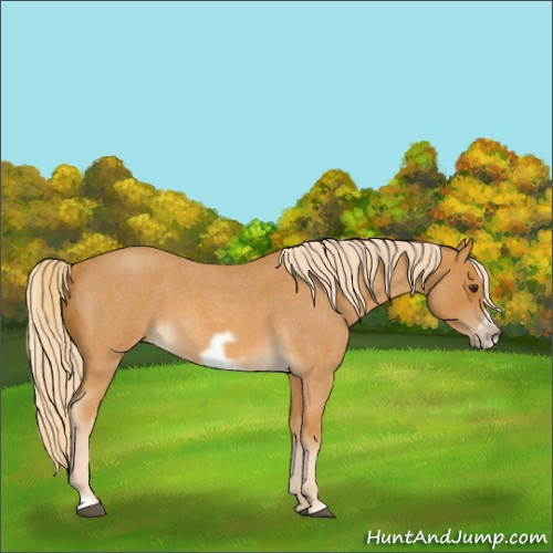 Horse Color:Palomino Roan Frame