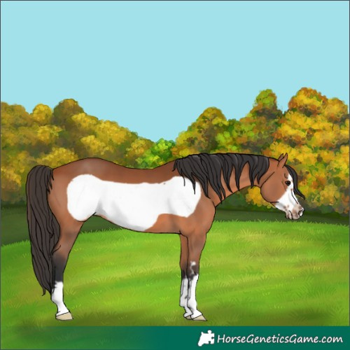 Horse Color:Bay Frame 