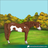 Horse Color:Chestnut Frame 