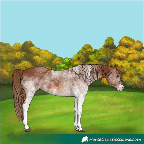 Horse Color:White Spotted Chestnut