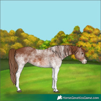 Horse Color:White Spotted Chestnut 