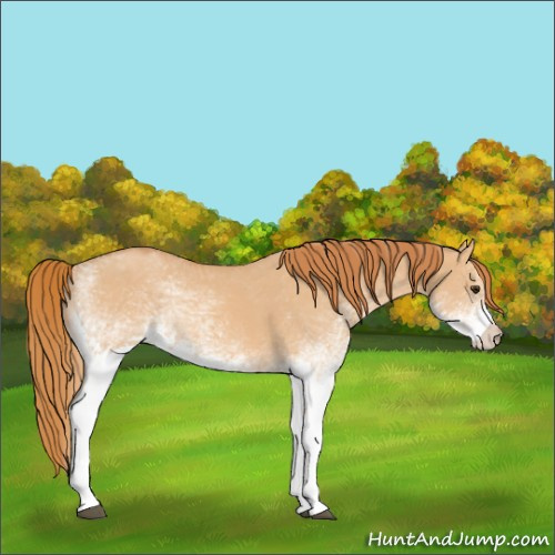 Horse Color:White Spotted Red Dun 