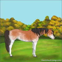 Horse Color:White Spotted Bay 