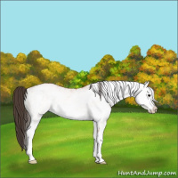 Horse Color:White Spotted Bay 
