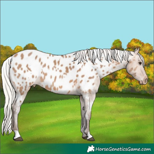 Horse Color:White Spotted Silver Brown Dun Near Leopard 