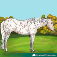 Horse Color:White Spotted Silver Brown Dun Near Leopard