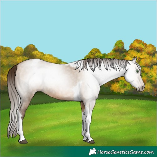 Horse Color:Gray Brown Pearl Dun Tobiano Rabicano