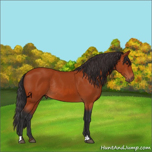 Horse Color:Unknown 