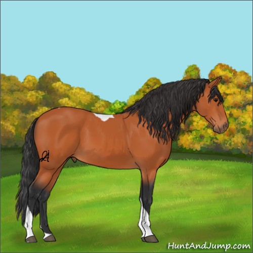 Horse Color:Unknown 