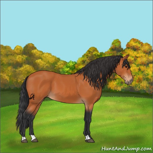 Horse Color:Unknown 