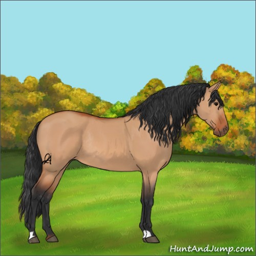 Horse Color:Unknown 