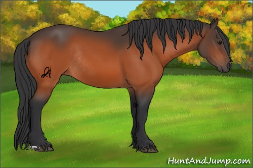 Horse Color:Unknown 