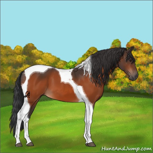 Horse Color:Unknown 