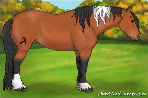 Horse Color:Unknown 