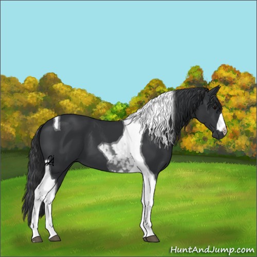 Horse Color:Unknown 